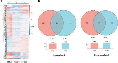 Immune Responses to Gram-Negative Bacteria in Hemolymph of the Chinese Horseshoe Crab, Tachypleus tridentatus